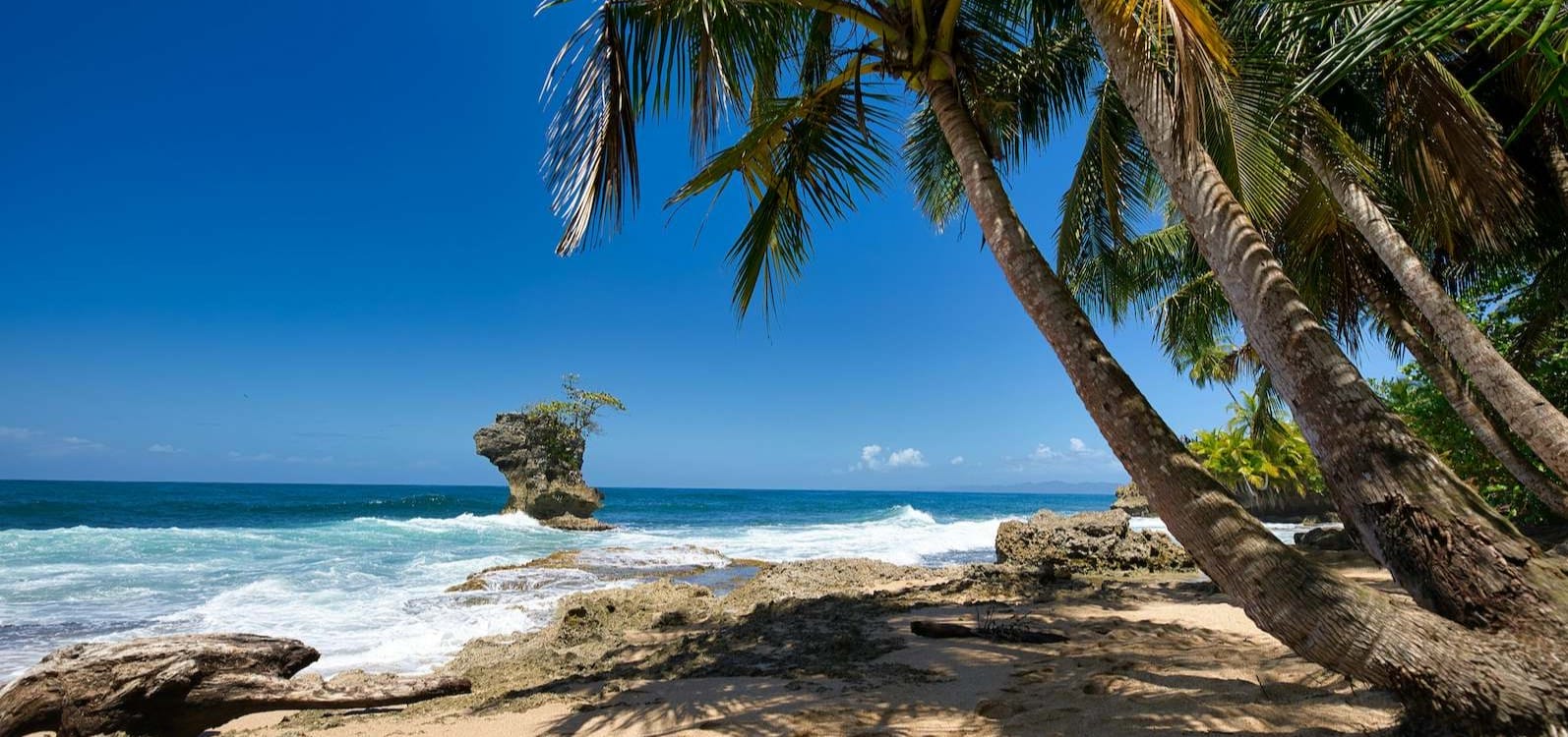 Costa Rica Palm Tree Near Body of Water