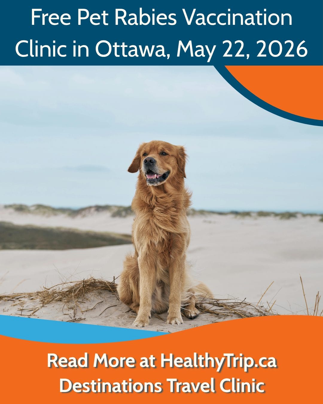 photo of a golden retriever on a beach